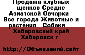 Продажа клубных щенков Средне Азиатской Овчарки - Все города Животные и растения » Собаки   . Хабаровский край,Хабаровск г.